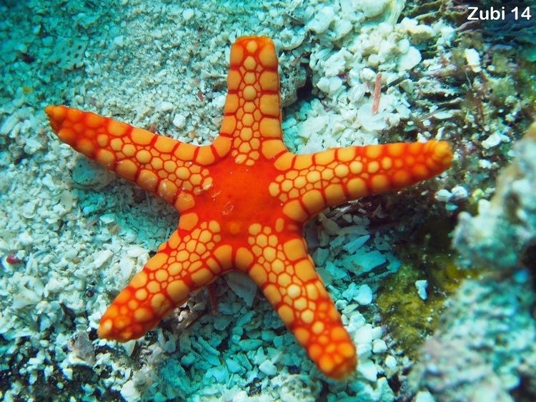 Echinoderm - Alchetron, The Free Social Encyclopedia