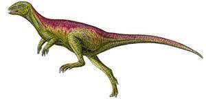 Echinodon Echinodon Dinosaur Facts information about the dinosaur echinodon