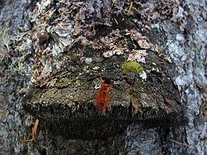 Echinodontium httpsuploadwikimediaorgwikipediacommonsthu