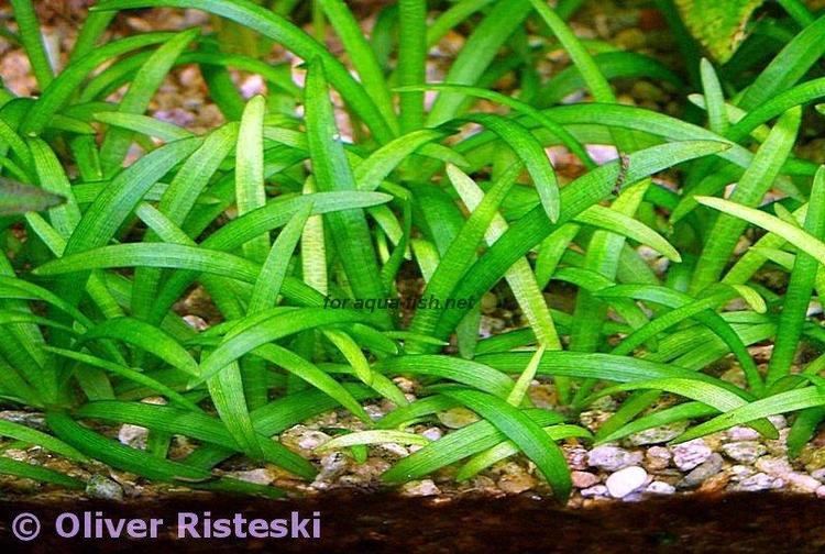 Echinodorus How to grow and propagate Echinodorus tenellus in aquariums