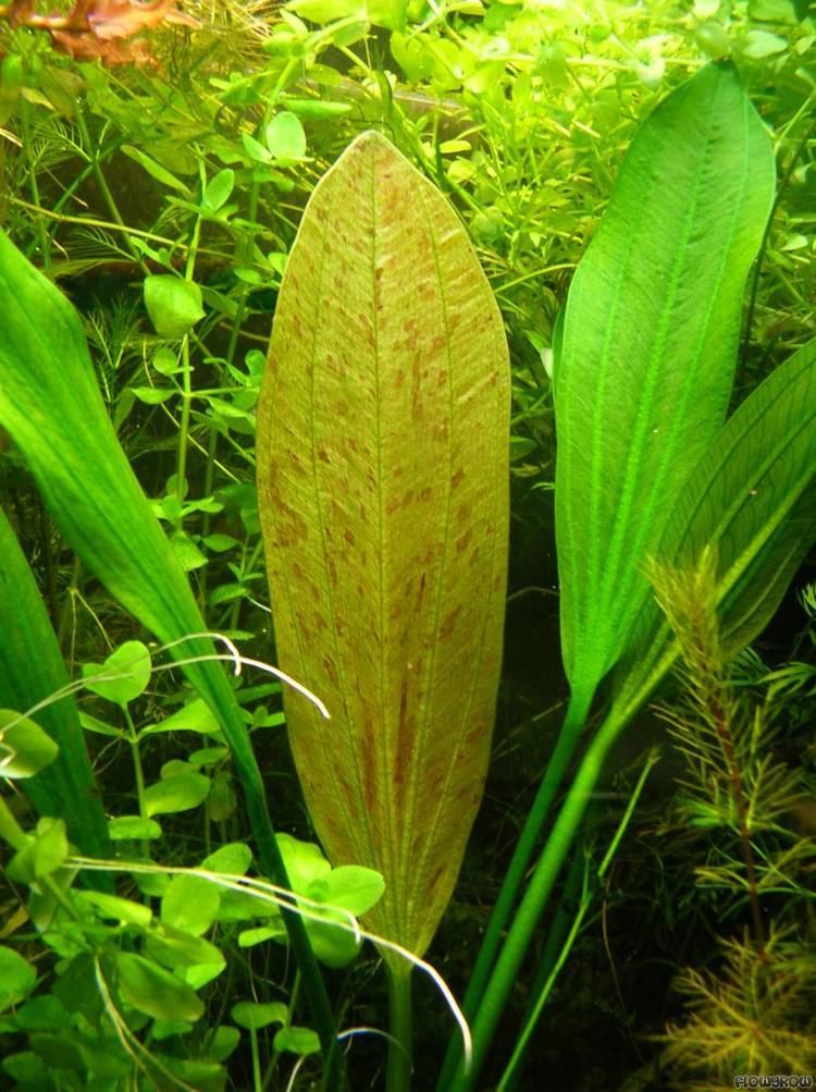 Echinodorus grandiflorus Echinodorus grandiflorus Flowgrow Aquatic Plant Database