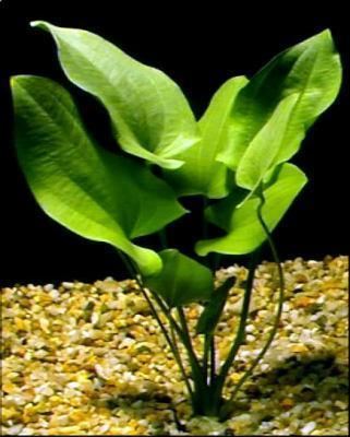 Echinodorus macrophyllus httpsenaquafishnetimgsplants125jpg