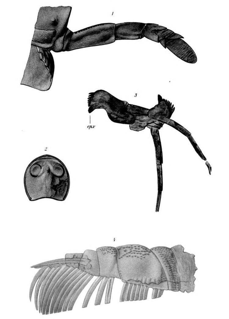 Echinognathus