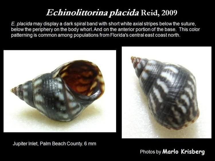 Echinolittorina Let39s Talk Seashells gt Echinolittorina of FL subgenus Amerolittorina