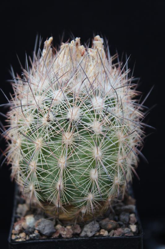 Echinomastus Cactus and Succulent Field Number Query