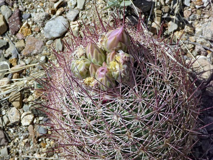 Echinomastus erectocentrus Echinomastus erectocentrus redspine pineapple cactus