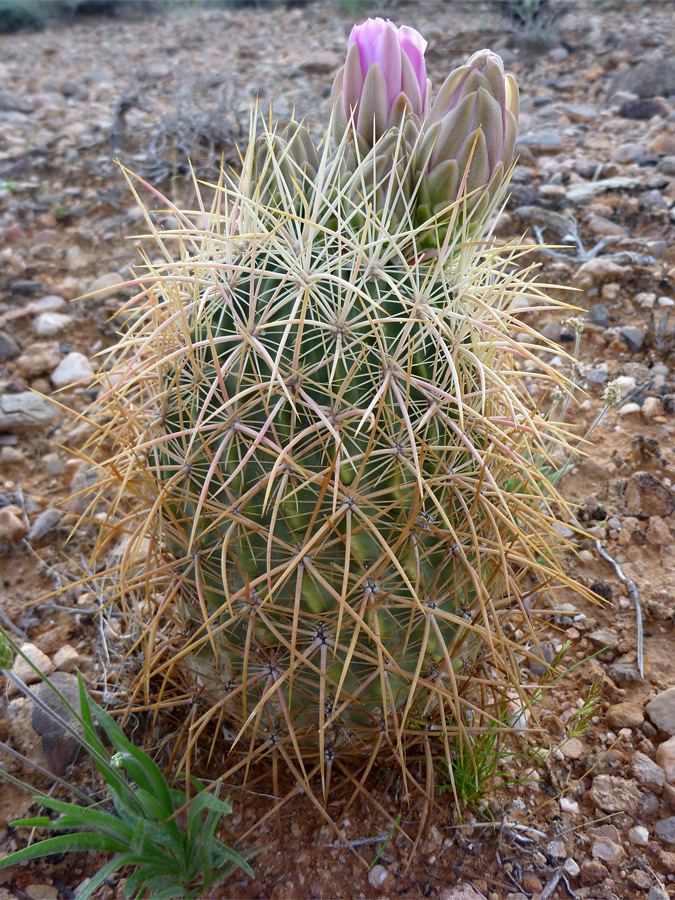 Echinomastus johnsonii Echinomastus johnsonii Johnson39s pineapple cactus
