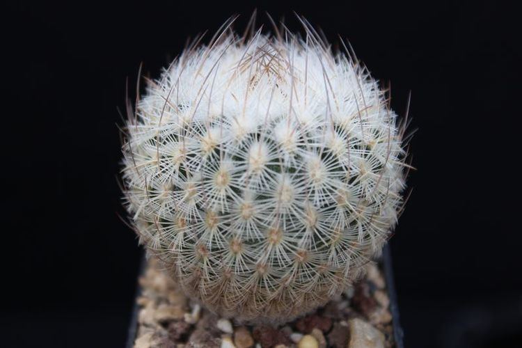 Echinomastus mariposensis Cactus and Succulent Field Number Query