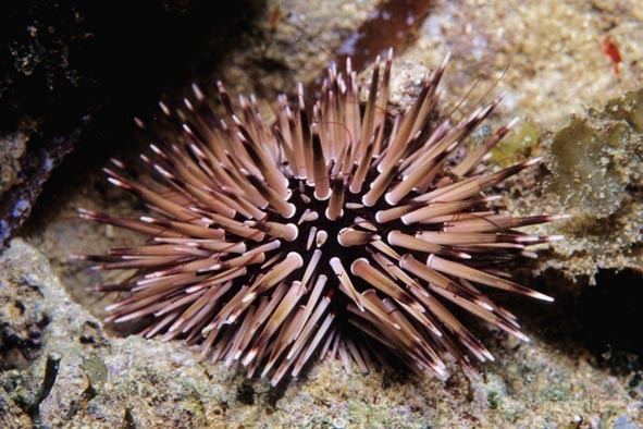 Echinometra Diverosa sea urchins