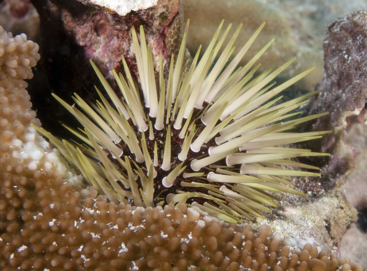 Echinometra mathaei Photos of Sea Urchins Echinoidea