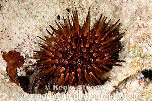 Echinometra viridis Reef Urchin Echinometra viridis
