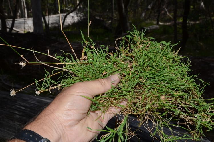 Echinopogon ausgrass2myspeciesinfositesausgrass2myspecies