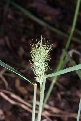 Echinopogon Echinopogon ovatus New Zealand Plant Conservation Network