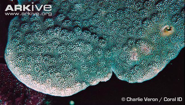 Echinopora Echinopora coral videos photos and facts Echinopora ashmorensis