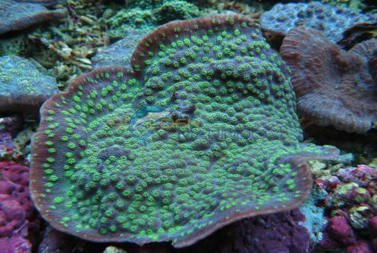 Echinopora Chalice Echinopora sp Golden Marindo Marine Fish and Live Corals
