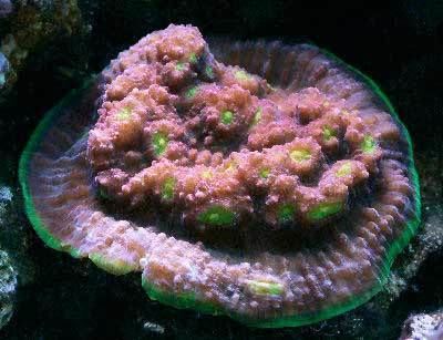 Echinopora Hedgehog Coral Echinopora sp Leafy Hedgehog Coral LPS Coral