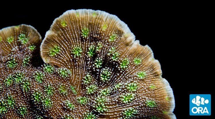 Echinopora ORA Sprung39s Stunner Echinopora sp ORA Oceans Reefs amp Aquariums
