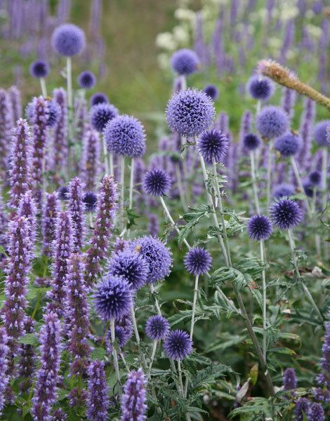 Echinops Buy globe thistle Echinops ritro 39Veitch39s Blue39 Delivery by Crocus