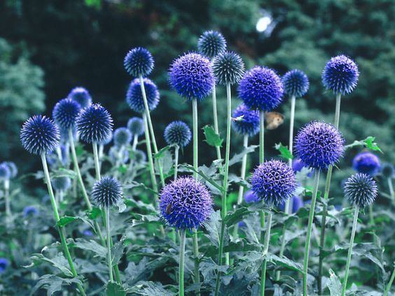 Echinops ritro Red White and Blue Flowers for your Garden Echinops Ritro gtgt http