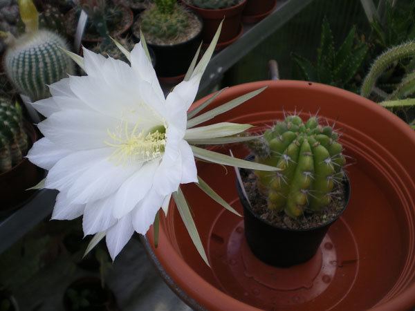 Echinopsis Online Guide to the positive identification of Members of the