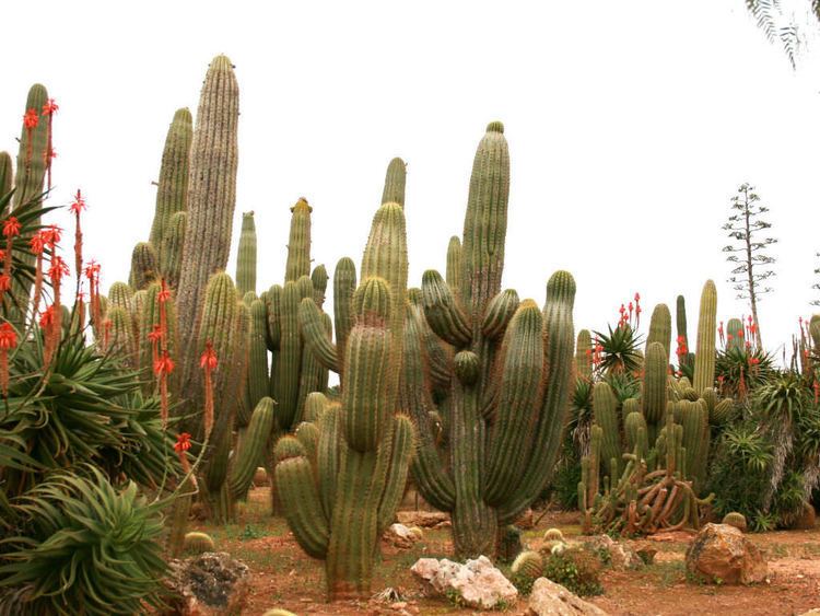 Echinopsis atacamensis Echinopsis atacamensis Cardon Grande World of Succulents