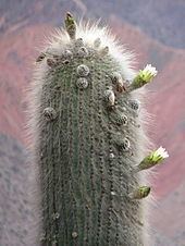 Echinopsis atacamensis httpsuploadwikimediaorgwikipediacommonsthu