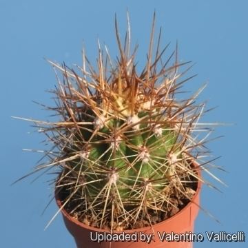 Echinopsis atacamensis Echinopsis atacamensis