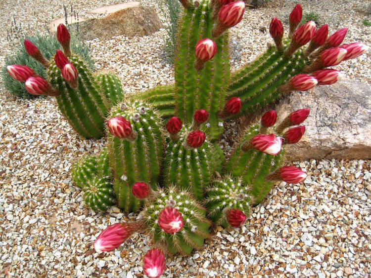 Echinopsis candicans Echinopsis candicans Argentine Giant World of Succulents
