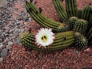 Echinopsis candicans Argentine Giant Cactus Echinopsis candicans Xeriscape Landscaping