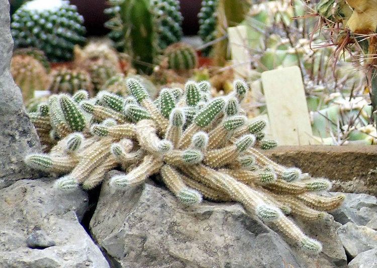 Echinopsis chamaecereus Plants amp Flowers Echinopsis chamaecereus