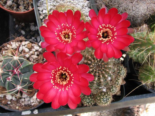Echinopsis cinnabarina Online Guide to the positive identification of Members of the