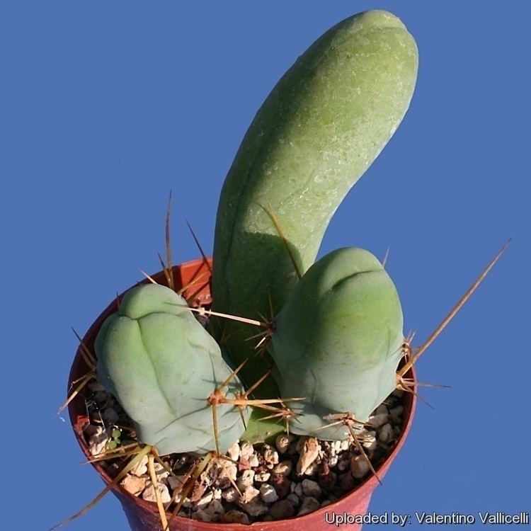 Echinopsis lageniformis Echinopsis lageniformis cv Penis Cactus