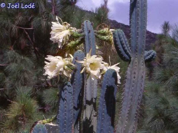 Echinopsis macrogona Online Guide to the positive identification of Members of the