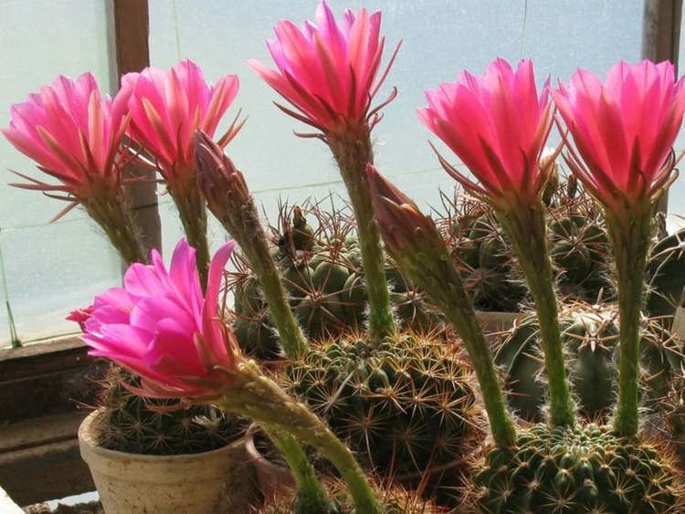 Echinopsis mamillosa Echinopsis mamillosa var kermesina World of Succulents