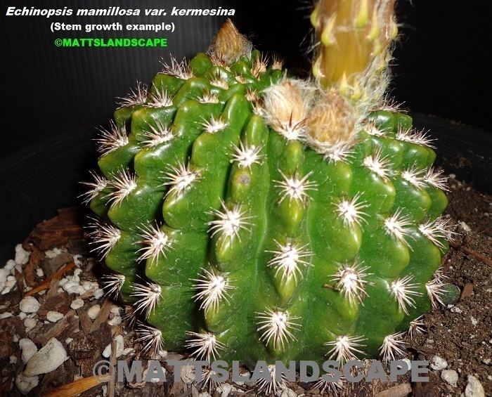 Echinopsis mamillosa Hybrid Epi Cactus Display Page