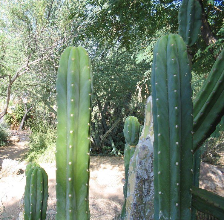 Echinopsis pachanoi Trichocereus Pachanoi San Pedro Cactus
