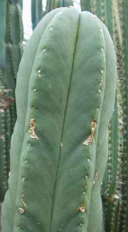 Echinopsis scopulicola wwwdeserttropicalscomPlantsCactaceaeEchinops