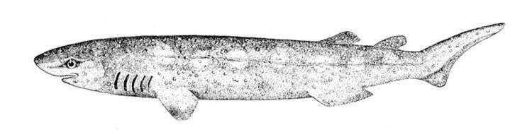 Echinorhinus ralok trnit Echinorhinus brucus Bramble shark raloci rejnoci