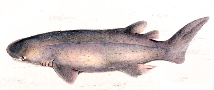 Echinorhinus FileEchinorhinus brucus1jpg Wikimedia Commons