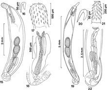 Echinorhynchidae httpsuploadwikimediaorgwikipediacommonsthu