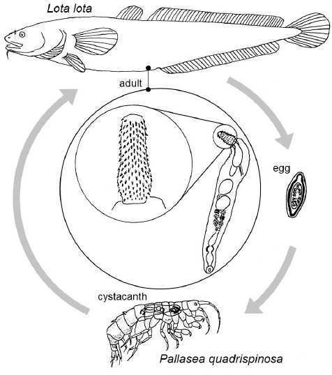 Echinorhynchus The life cycle of Echinorhynchus borealis von Linstow 1901
