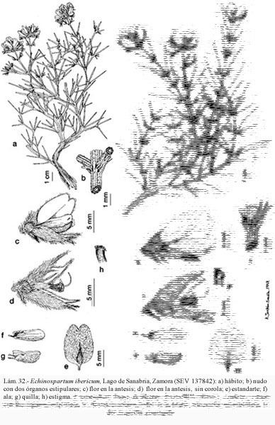 Echinospartum Flora Vascular Toda la informacin detallada sobre la Flora