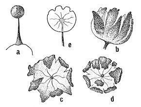 Echinosteliales httpsuploadwikimediaorgwikipediacommonsthu