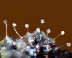 Echinostelium Echinostelium Discover Life