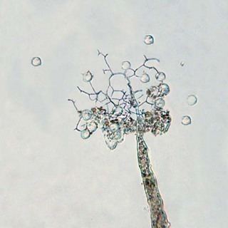 Echinostelium Echinostelium Discover Life