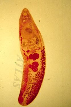 Echinostoma hortense atlasorkrdonationdonationfiles72jpg