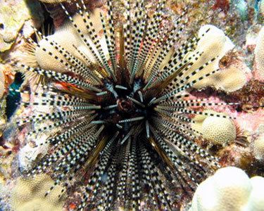 Echinothrix calamaris Banded Longspine Urchin Echinothrix calamaris Species Profile