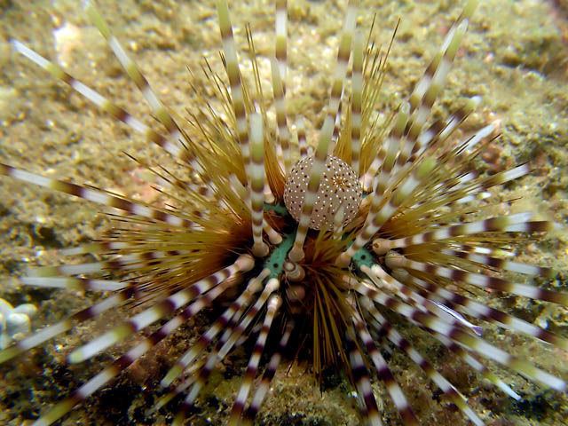 Echinothrix calamaris silverscience47 Banded Sea UrchinEchinothrix calamaris Tiffany