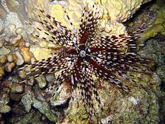 Echinothrix calamaris httpsuploadwikimediaorgwikipediacommonsthu