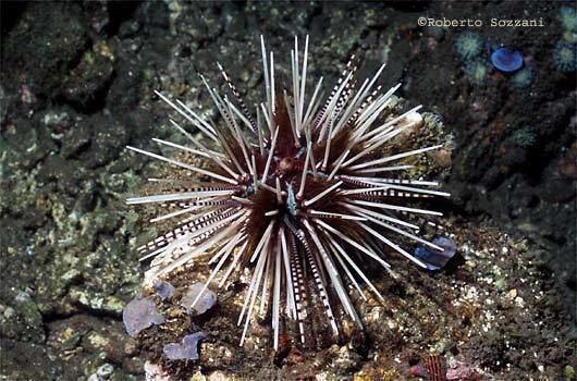 Echinothrix calamaris Echinothrix calamaris Banded sea urchin